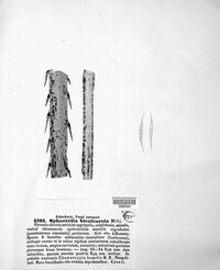 Image of Frondispora bicalcarata